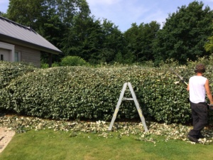 Snoeien in ruspvorm door Baron du Jardin.
