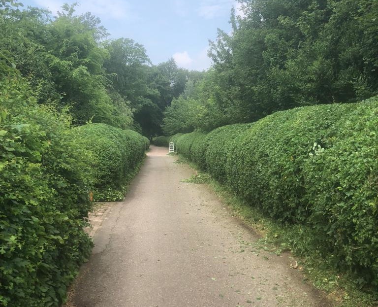 haag snoeien met speelse vormen door baron du jardin